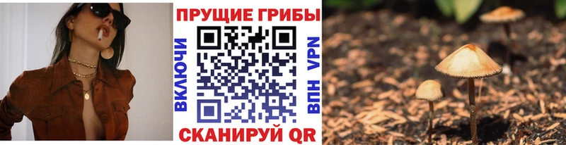 Псилоцибиновые грибы Psilocybine cubensis  купить наркотик  Багратионовск 